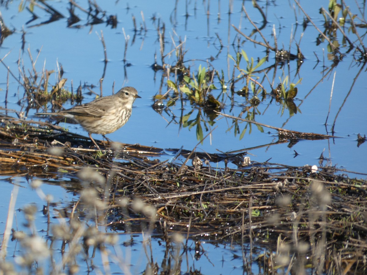 American Pipit - ML628641393
