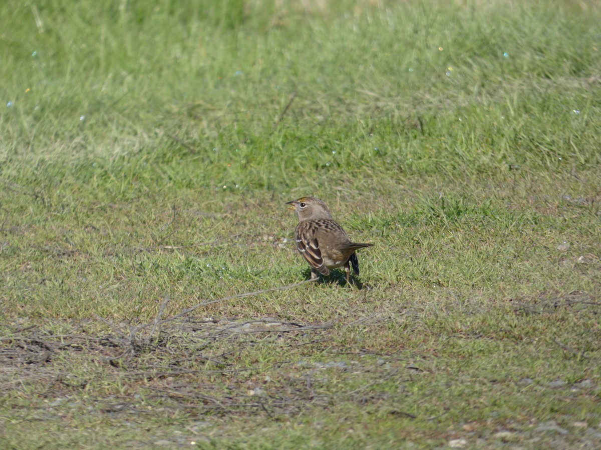 Golden-crowned Sparrow - ML628641405
