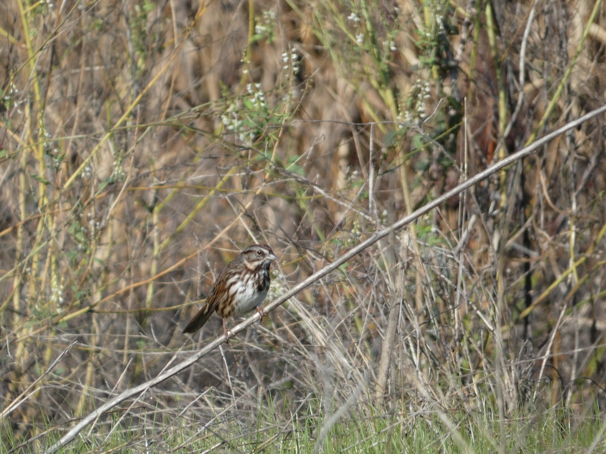 Song Sparrow - ML628641416