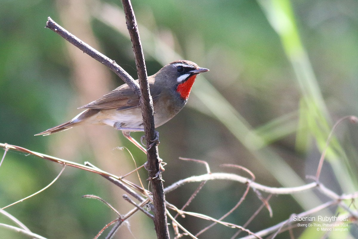 Siberian Rubythroat - ML628641435