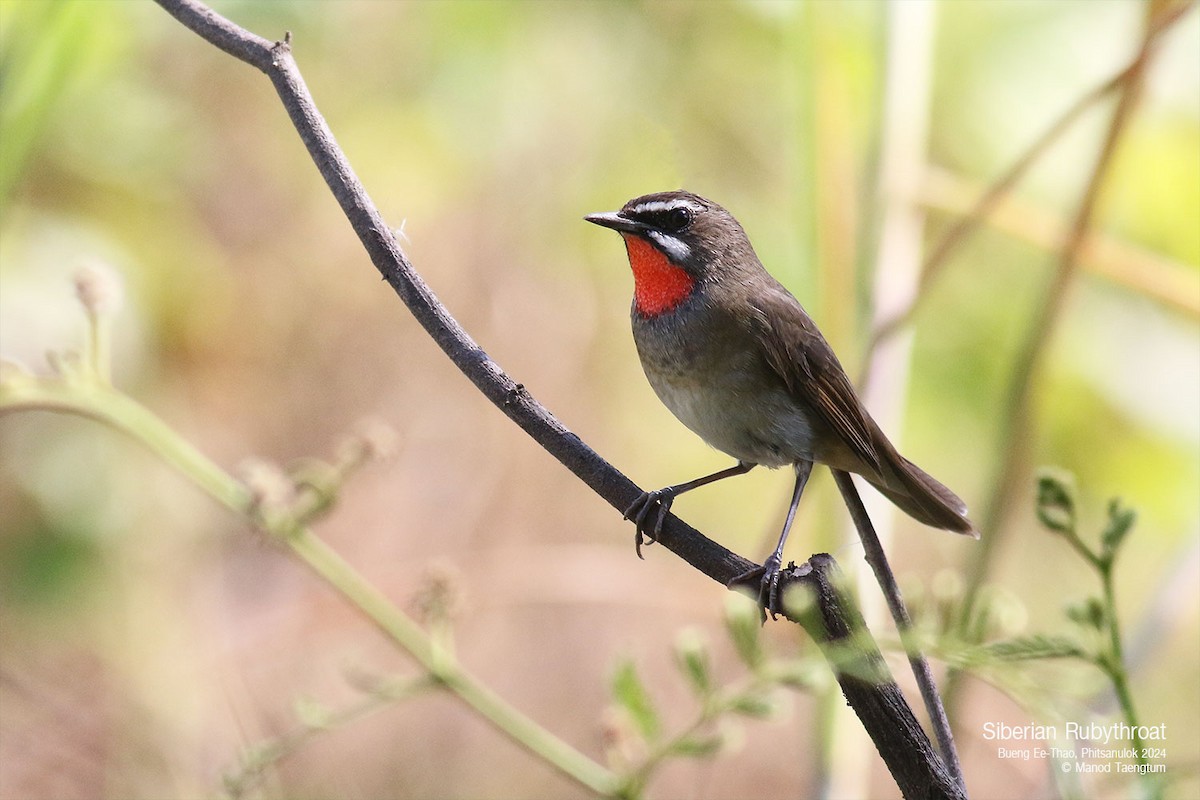 Siberian Rubythroat - ML628641436