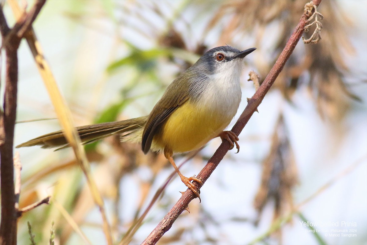 Yellow-bellied Prinia - ML628641442