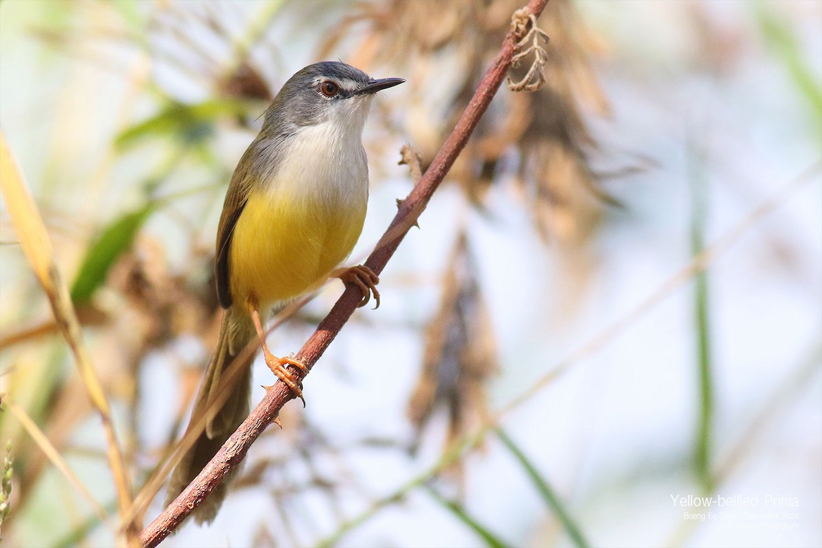 Yellow-bellied Prinia - ML628641443