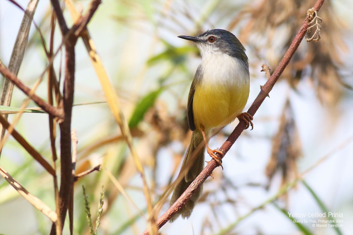 Yellow-bellied Prinia - ML628641444