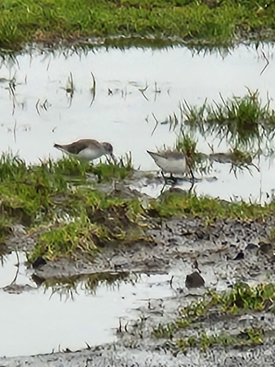 西濱鷸 - ML628641533