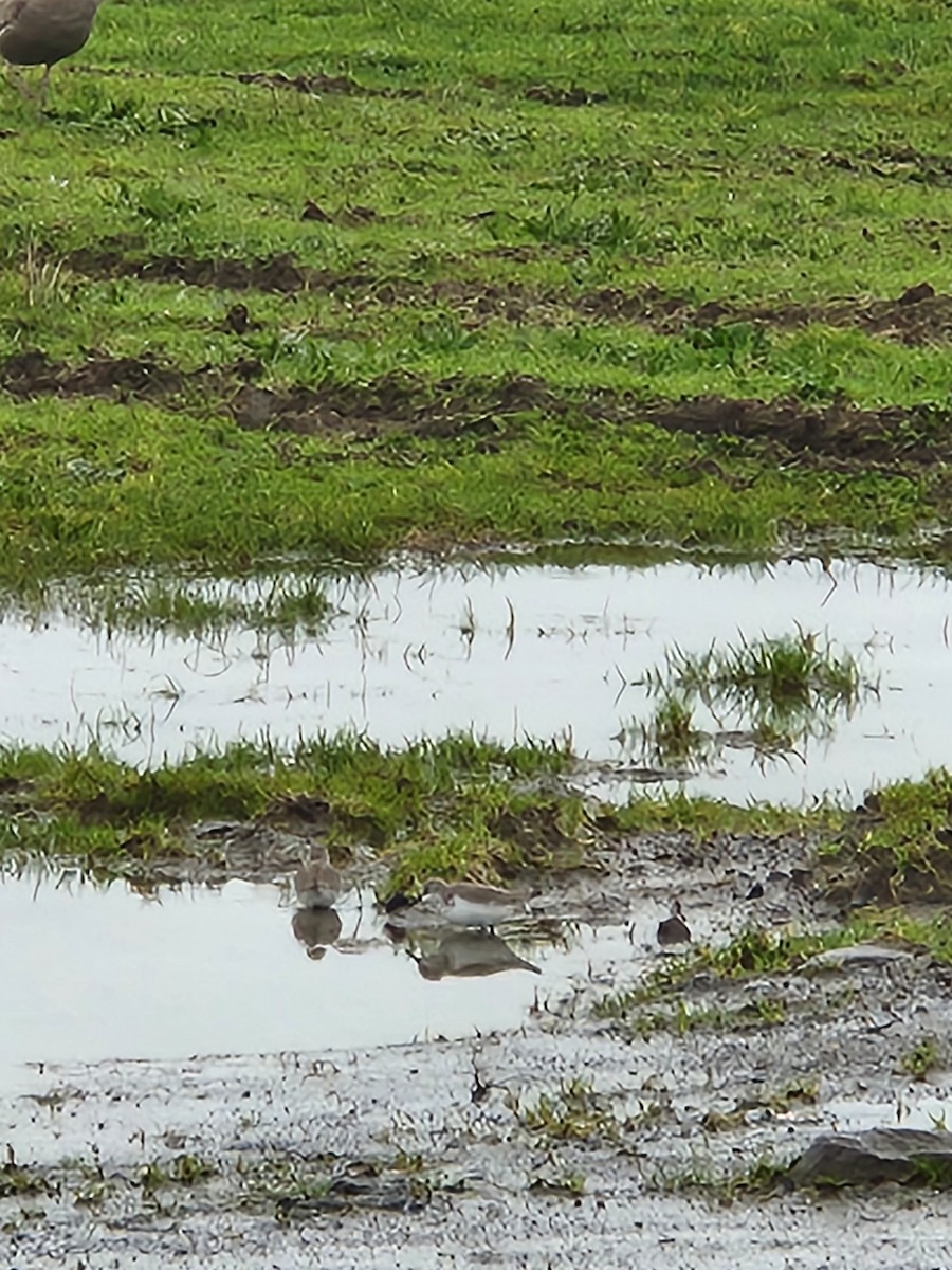 西濱鷸 - ML628641534