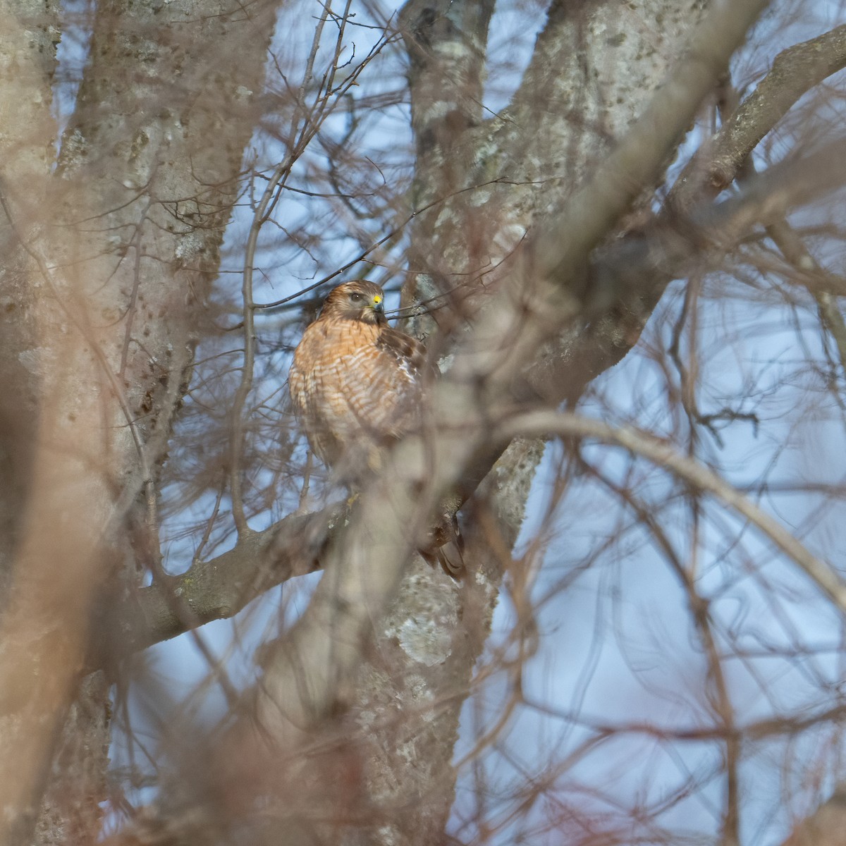 Red-shouldered Hawk - ML628641595