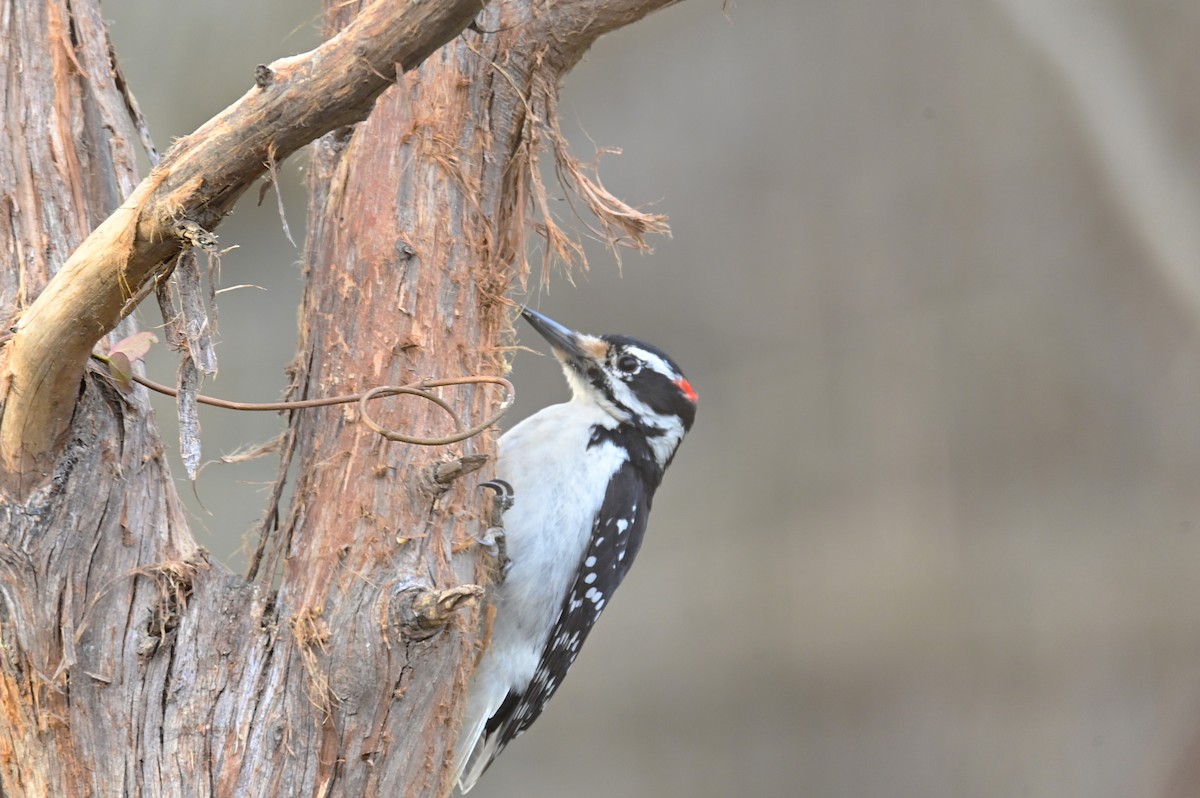 Hairy Woodpecker - ML628642045
