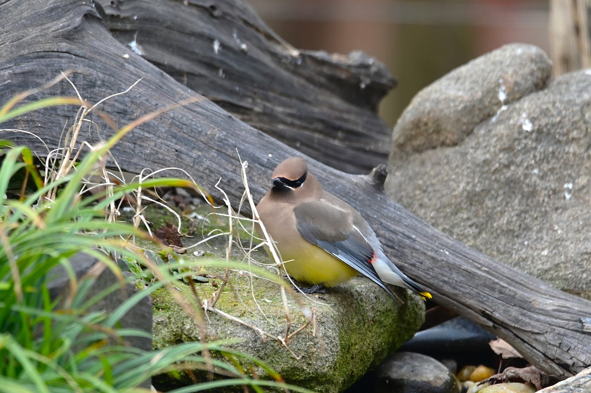 Cedar Waxwing - ML628642062