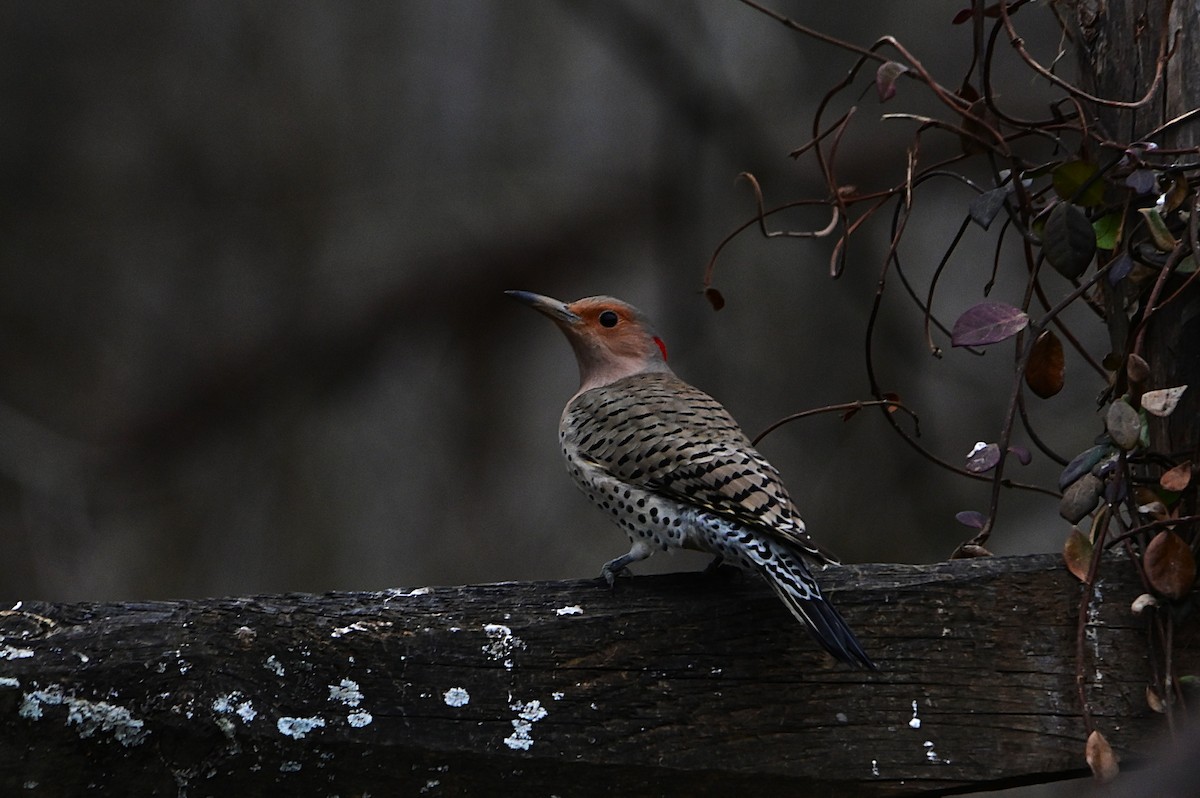 Northern Flicker - ML628642091