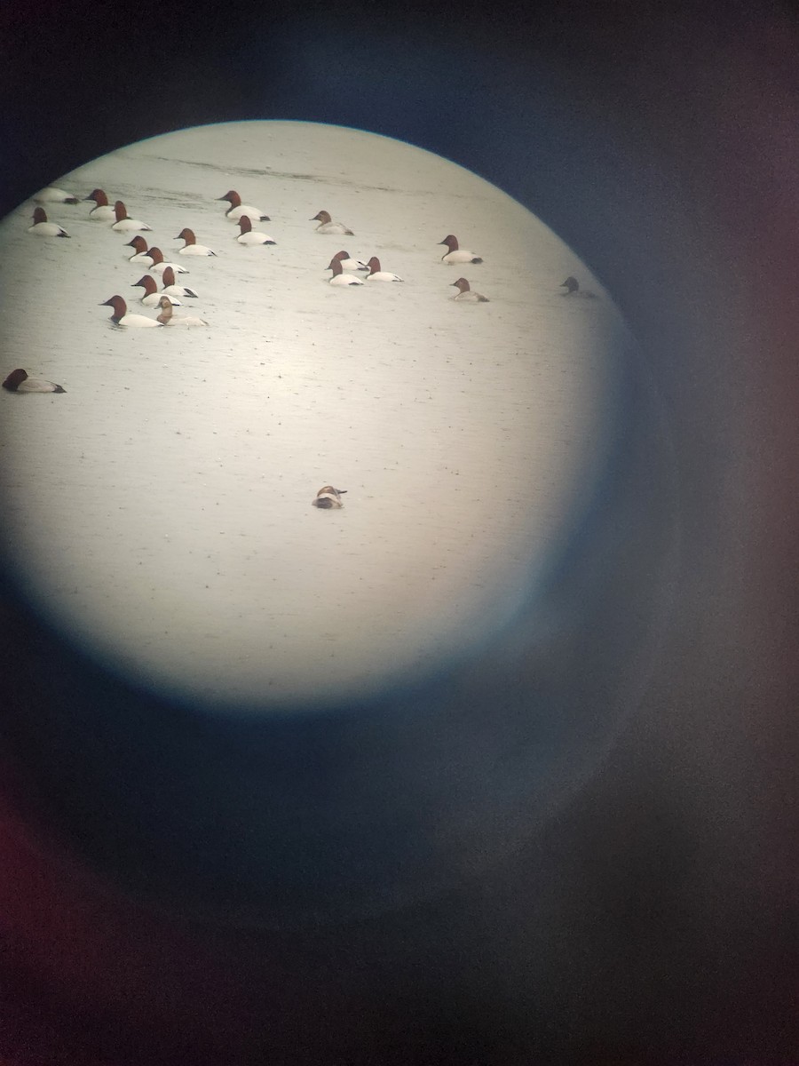 帆背潛鴨 - ML628642110