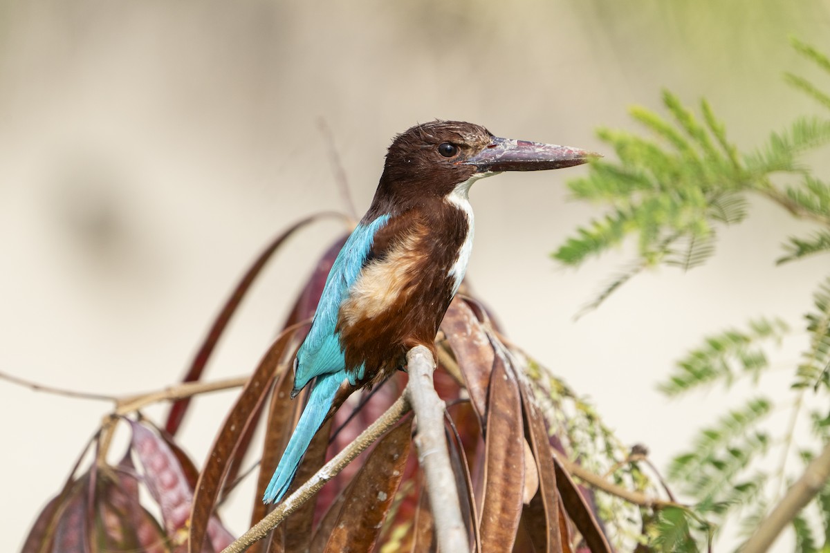 White-throated Kingfisher - ML628642309