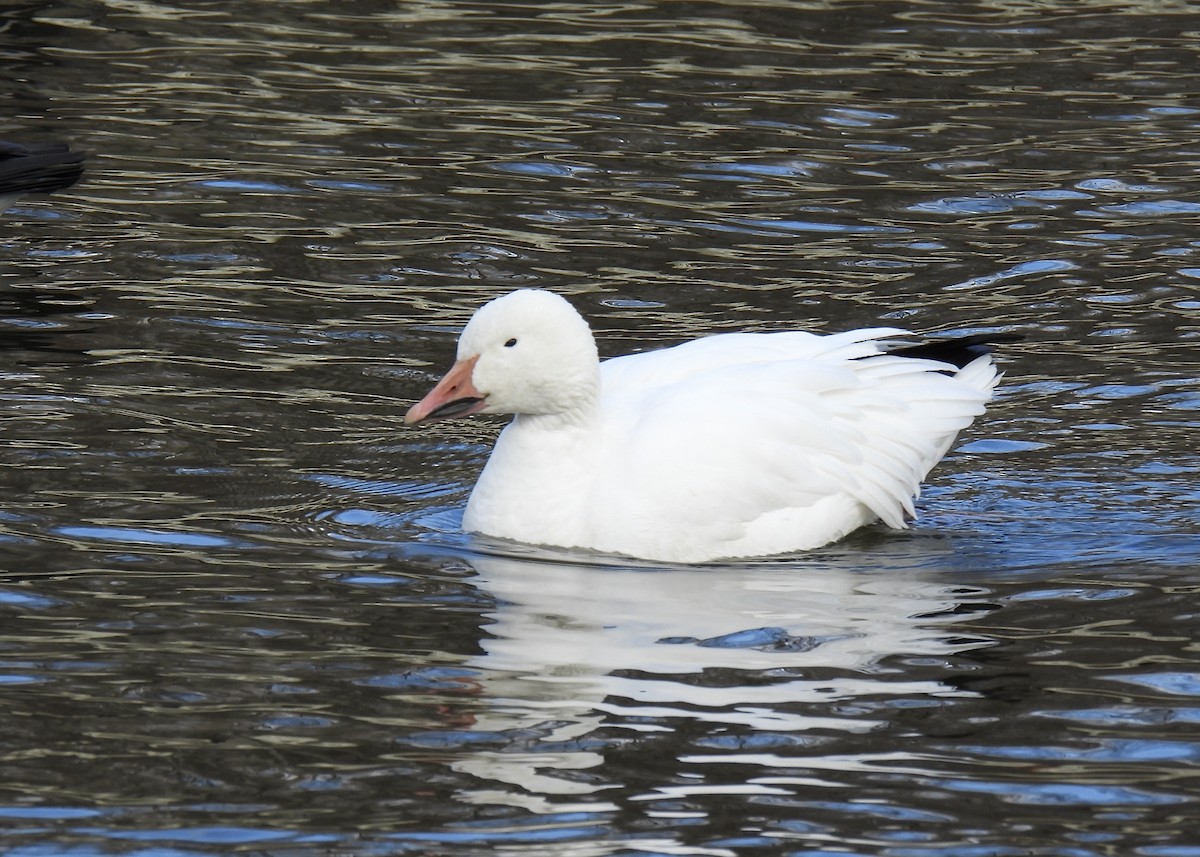 Snow Goose - ML628642311