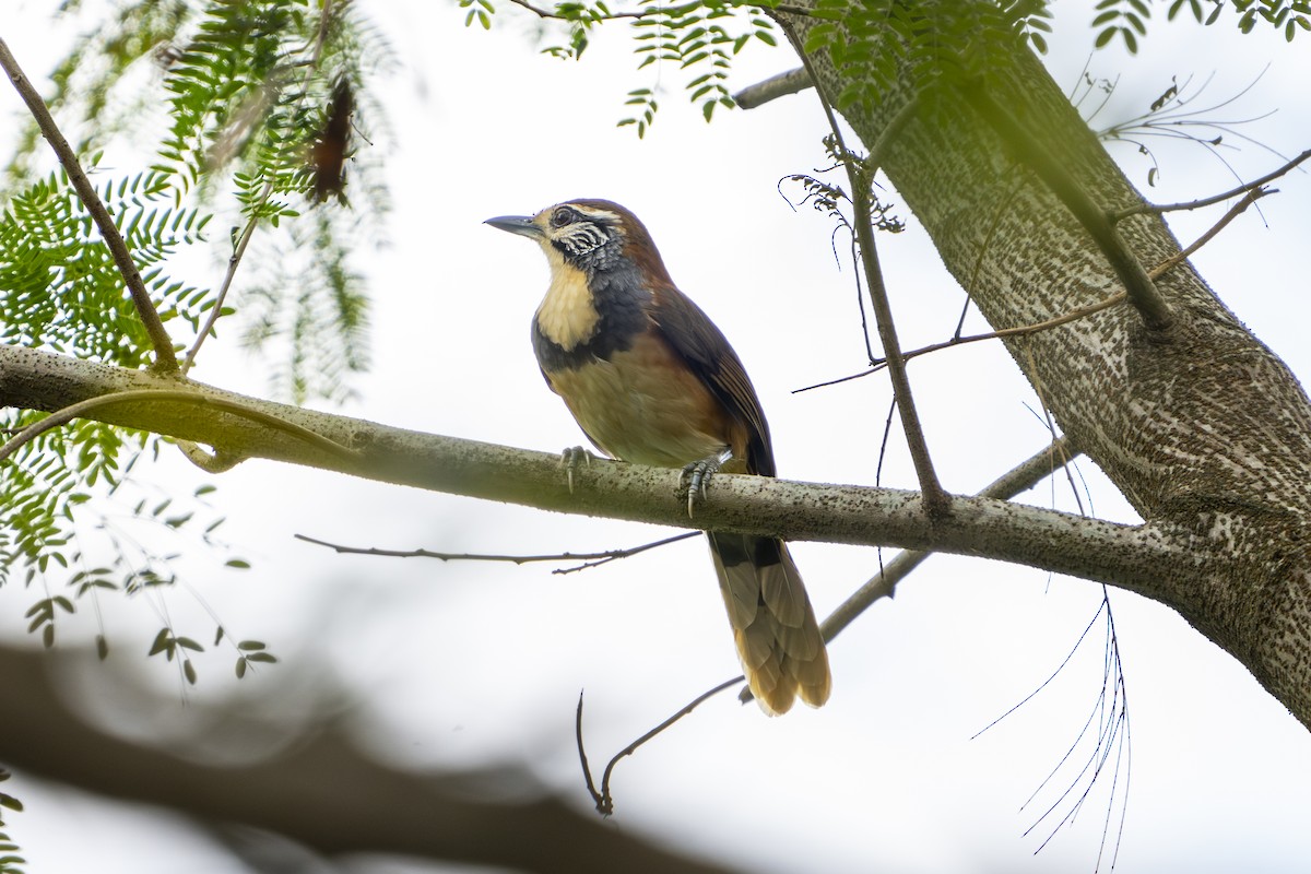 Greater Necklaced Laughingthrush - ML628642315