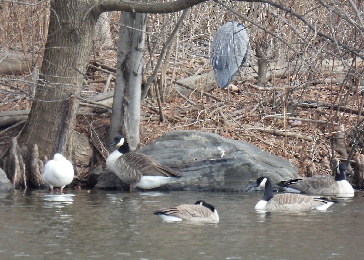 Great Blue Heron - ML628642337