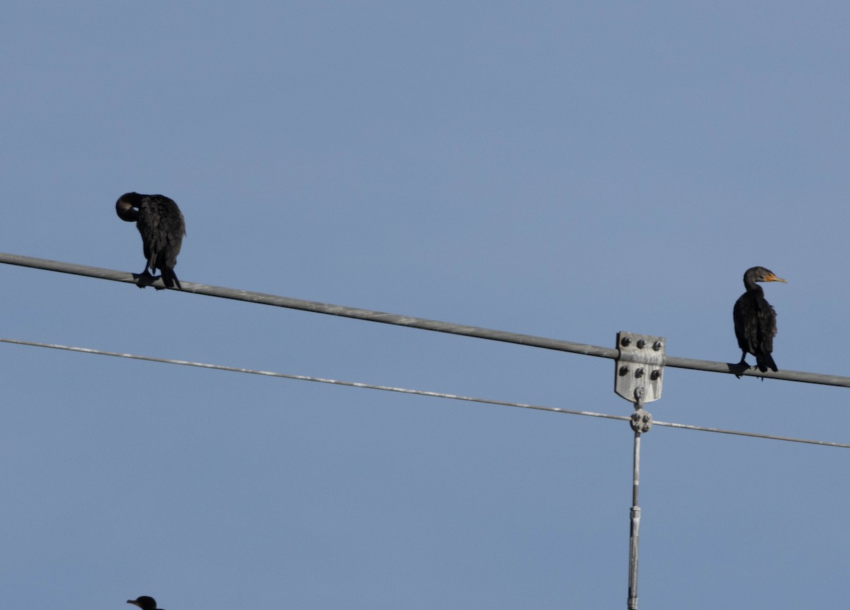 Double-crested Cormorant - ML628642438