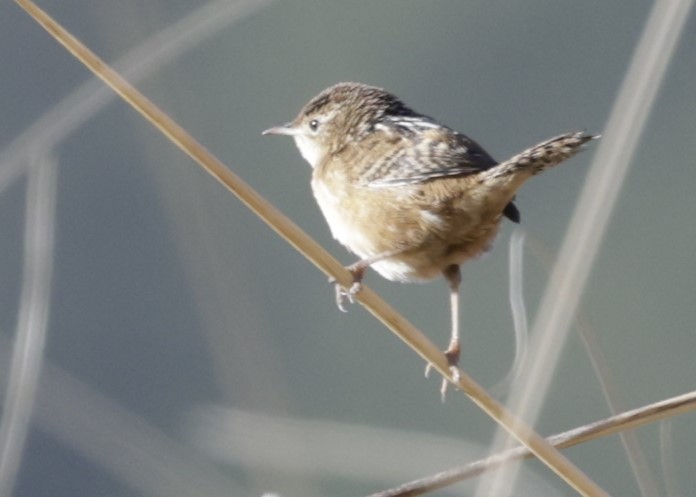 Grass Wren (Northern) - ML628642442