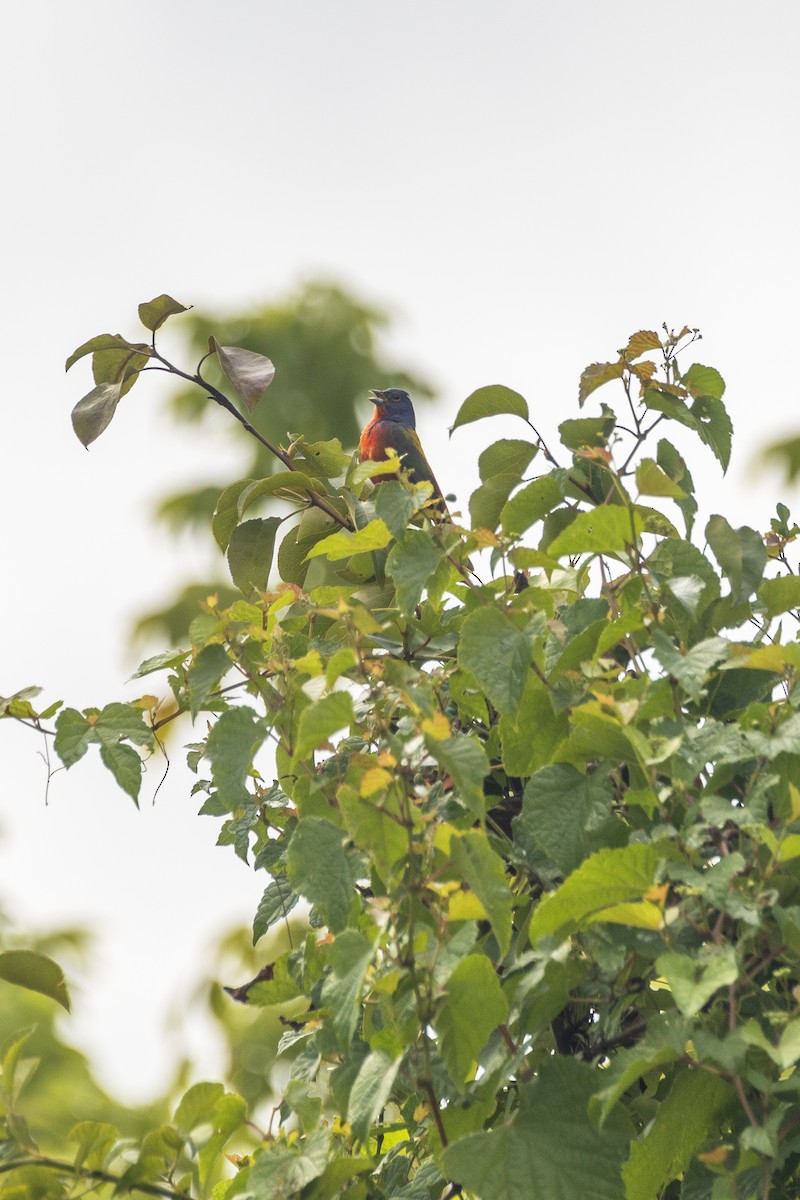 Painted Bunting - ML628642534