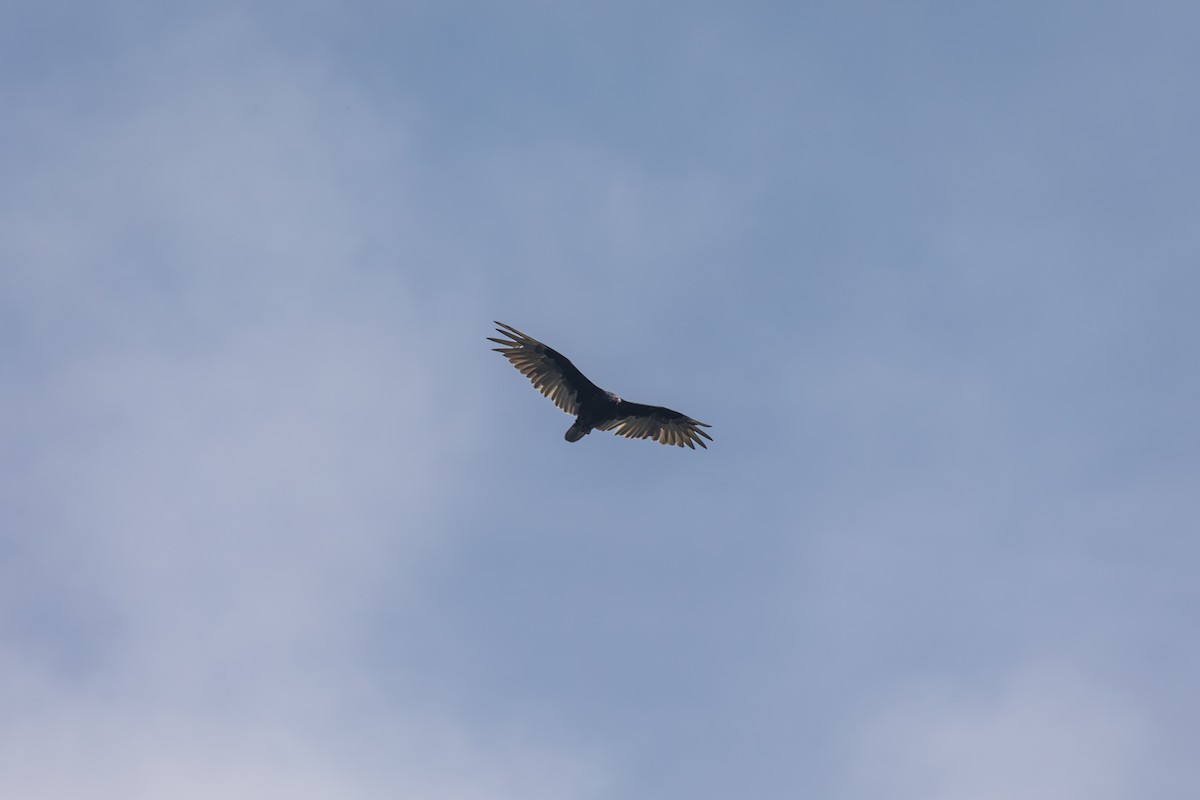 Turkey Vulture - ML628642535