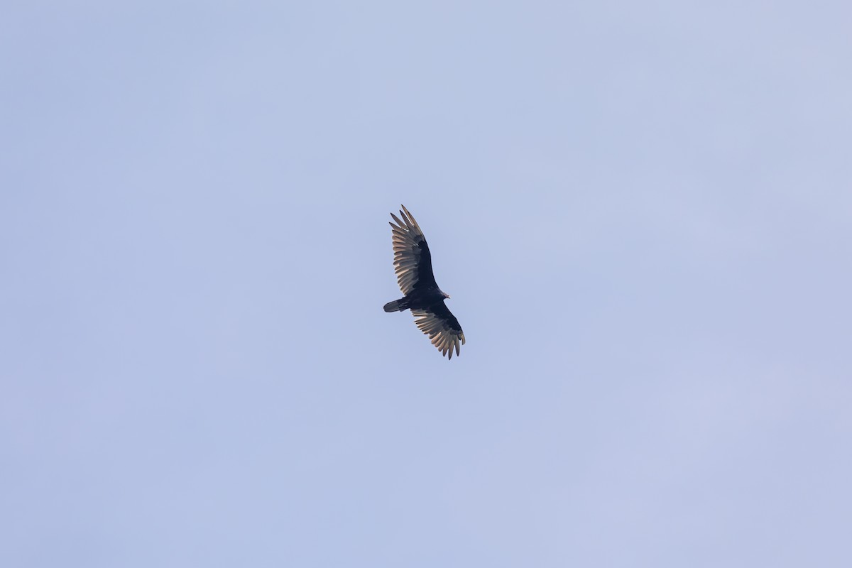 Turkey Vulture - ML628642536