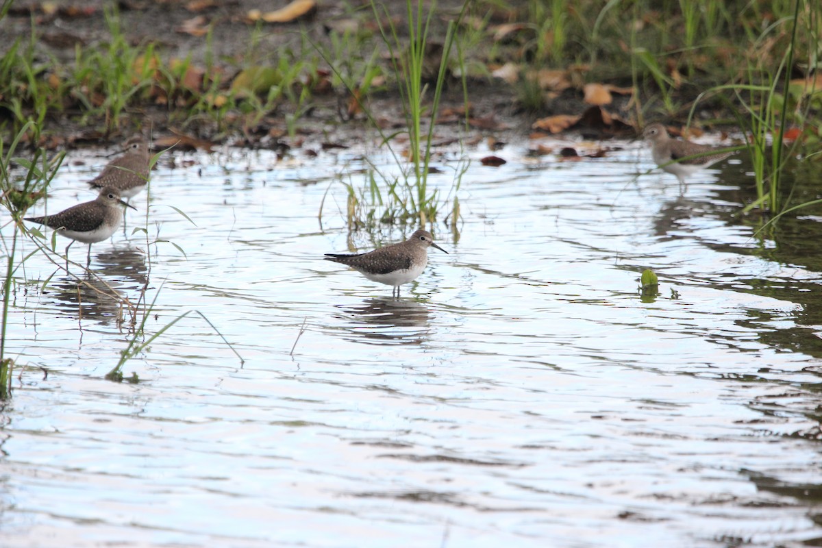 Solitary Sandpiper - ML628642540