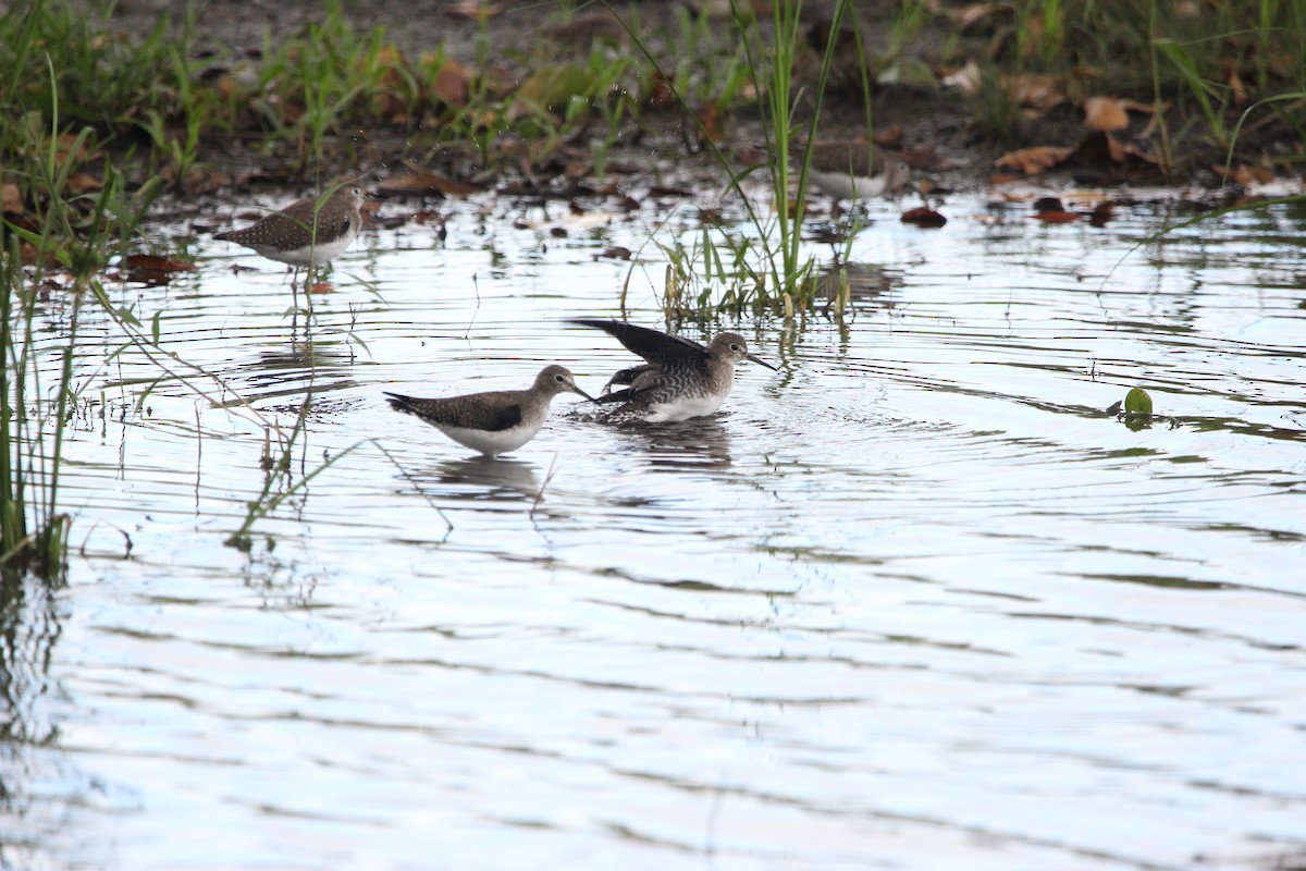 Solitary Sandpiper - ML628642541