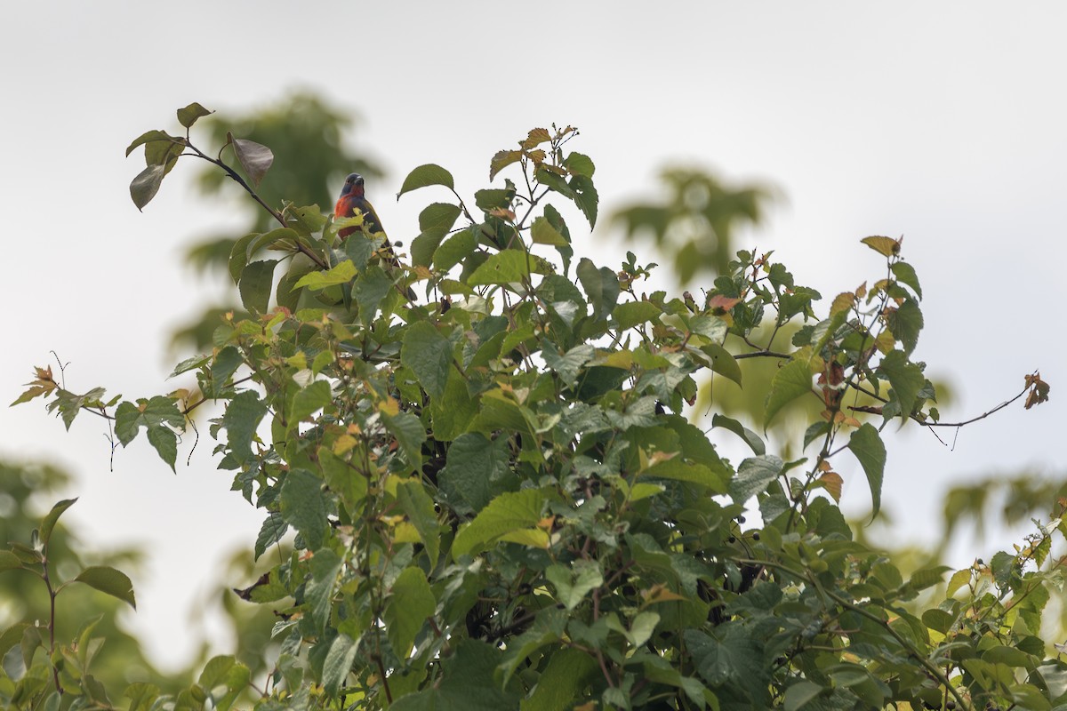 Painted Bunting - ML628642545