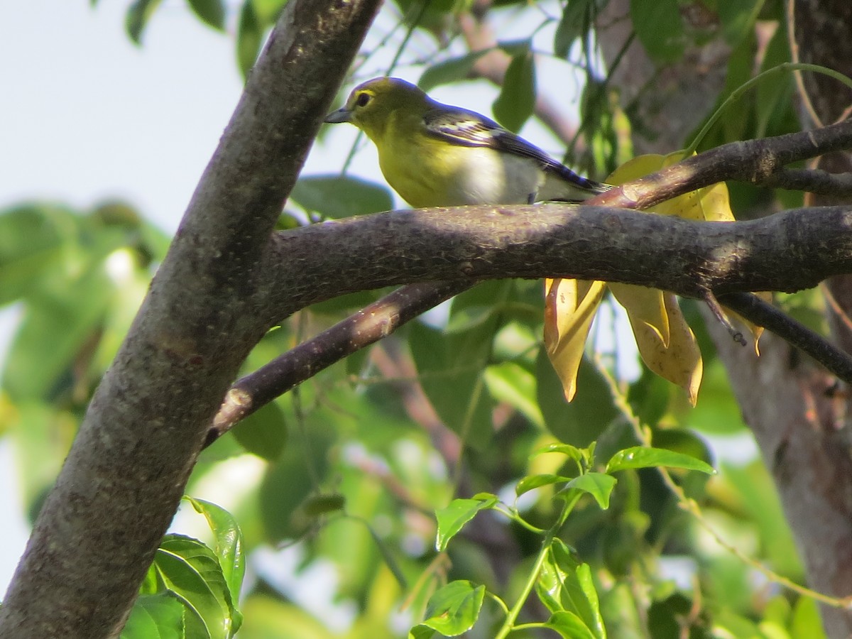 Yellow-throated Vireo - ML628642748