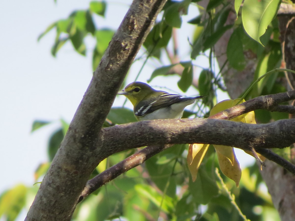 Yellow-throated Vireo - ML628642749