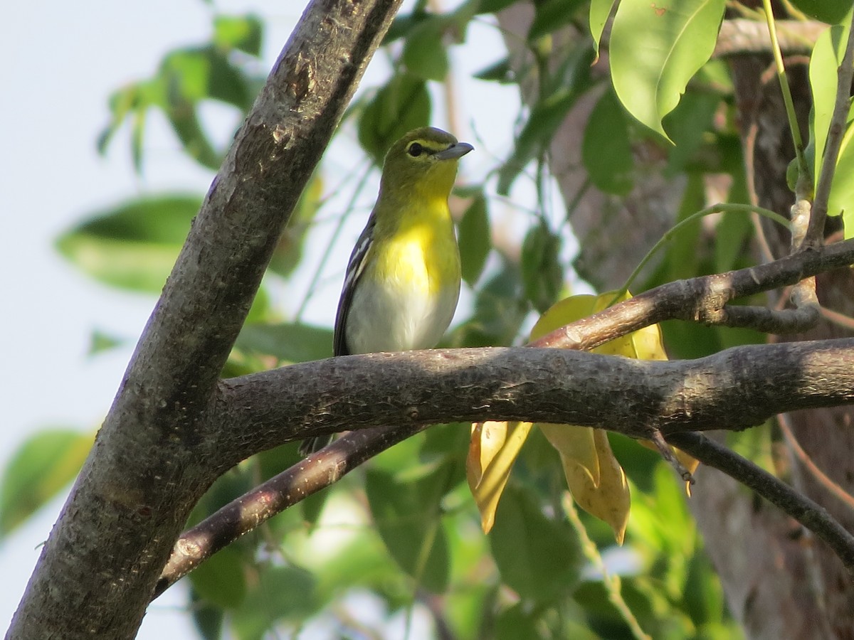 Yellow-throated Vireo - ML628642750