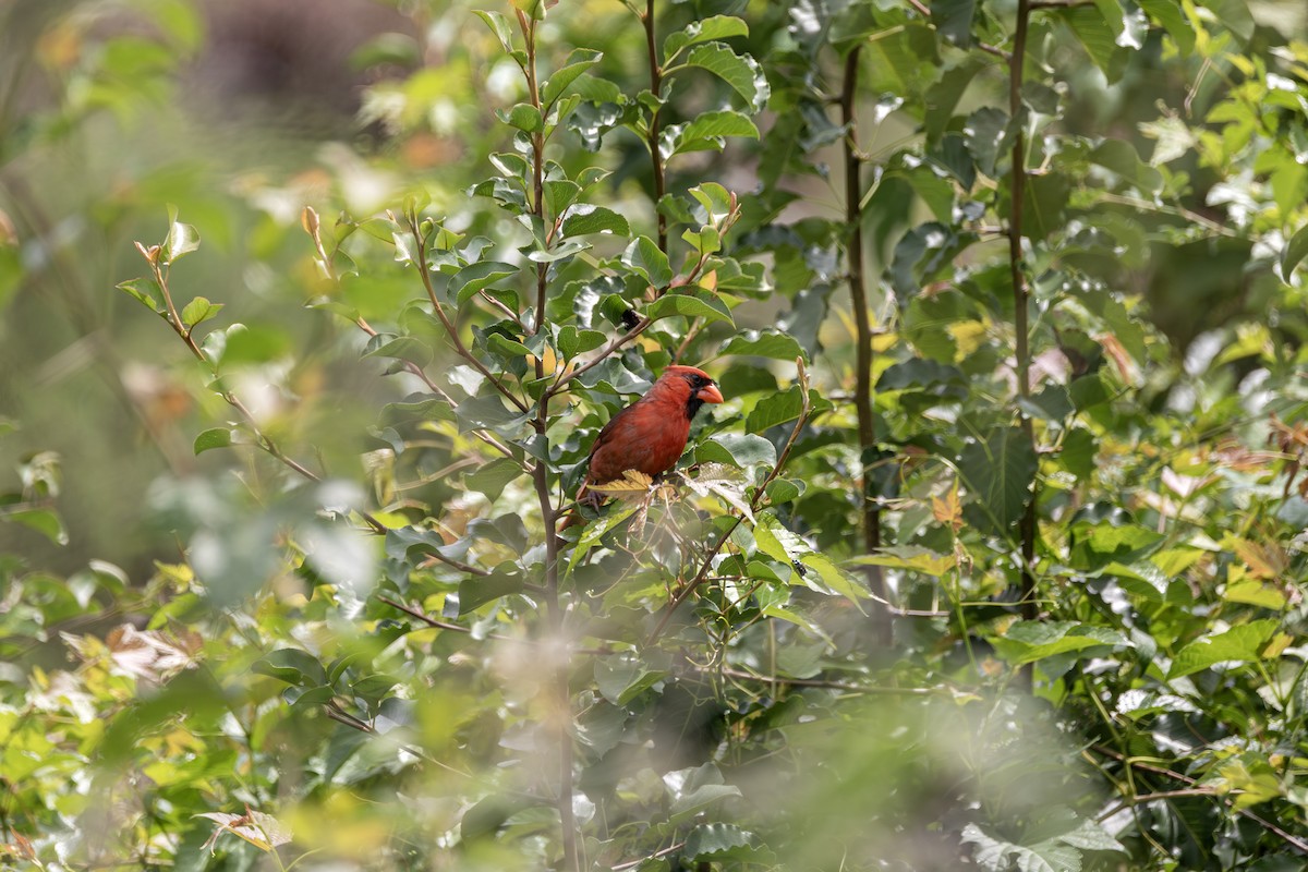 Northern Cardinal - ML628642833