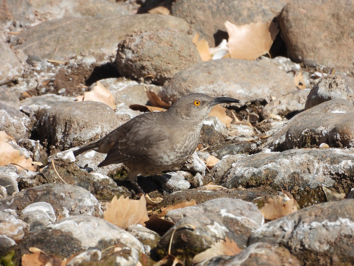 Curve-billed Thrasher - ML628643155
