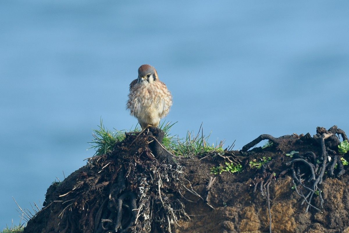 American Kestrel - ML628643262