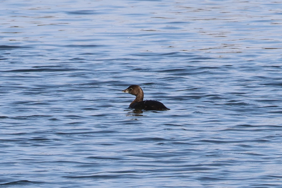 Pied-billed Grebe - ML628643324
