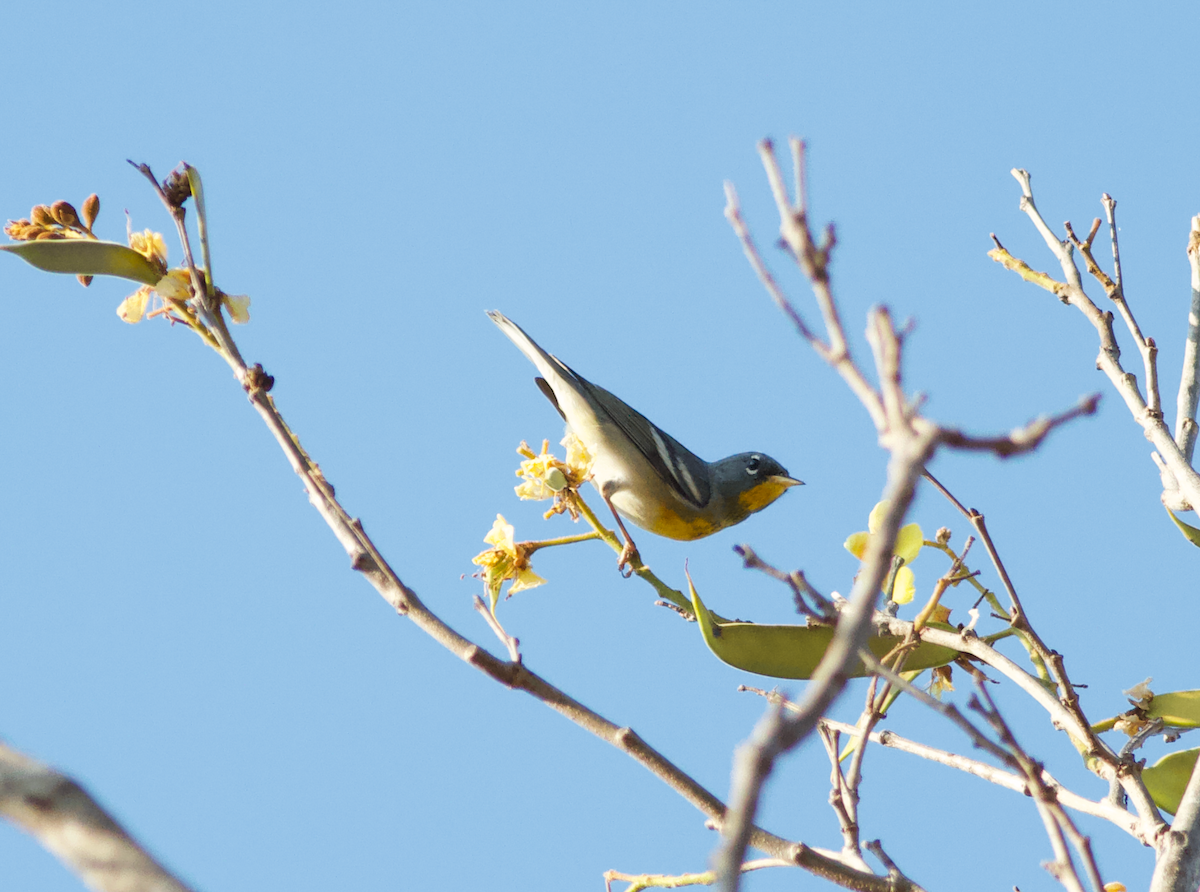 Northern Parula - ML628643621