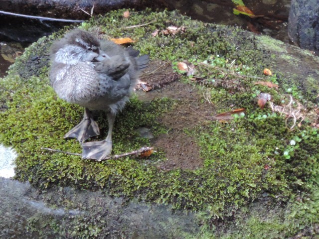 Pato Azul - ML628643781