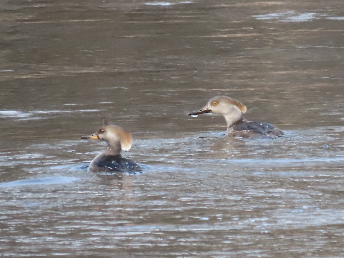 Hooded Merganser - ML628643901