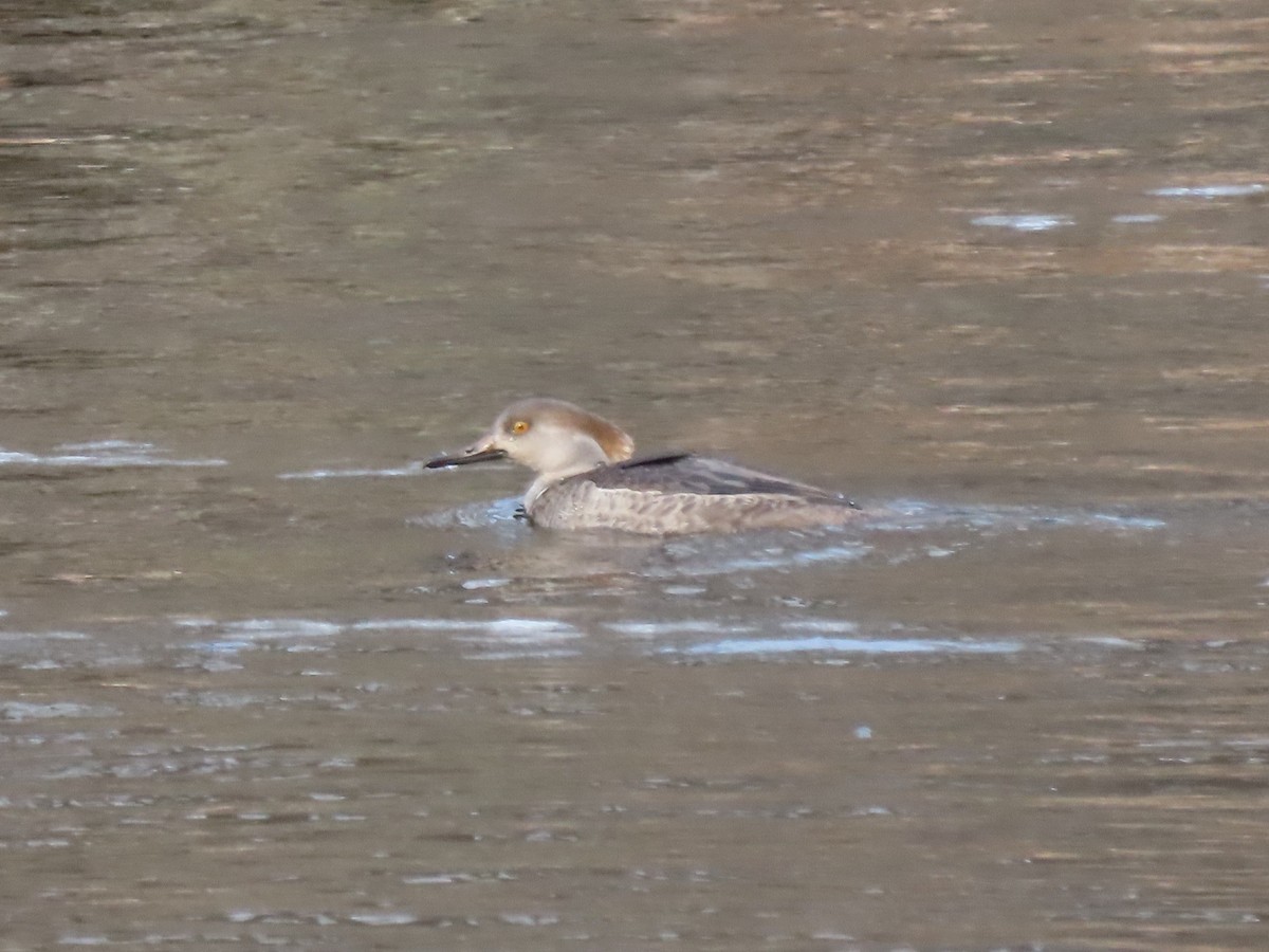 Hooded Merganser - ML628643905