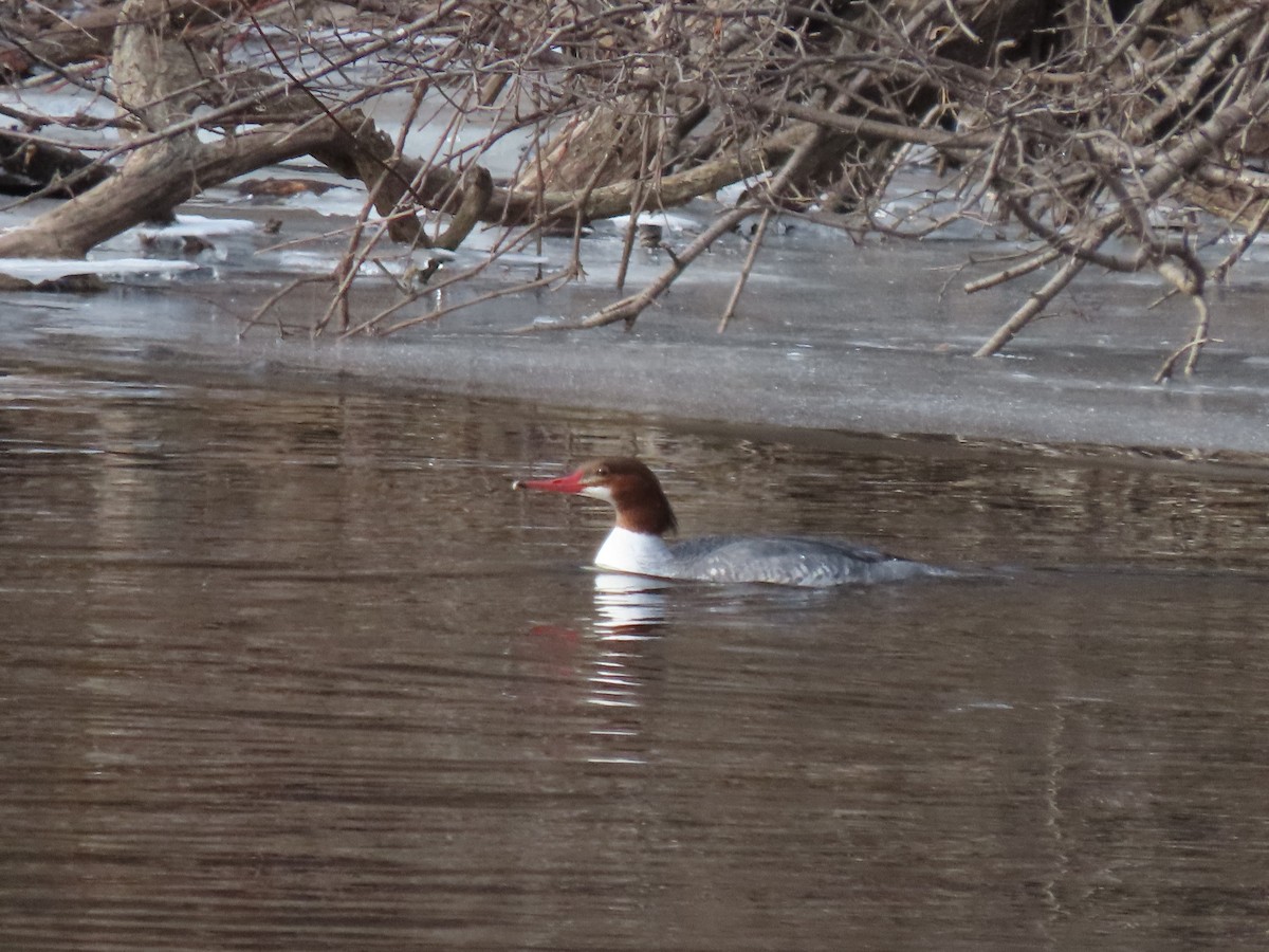 Common Merganser - ML628643987