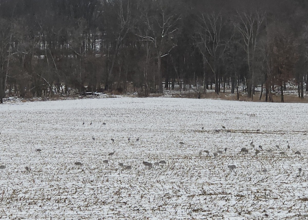 Sandhill Crane - ML628644014