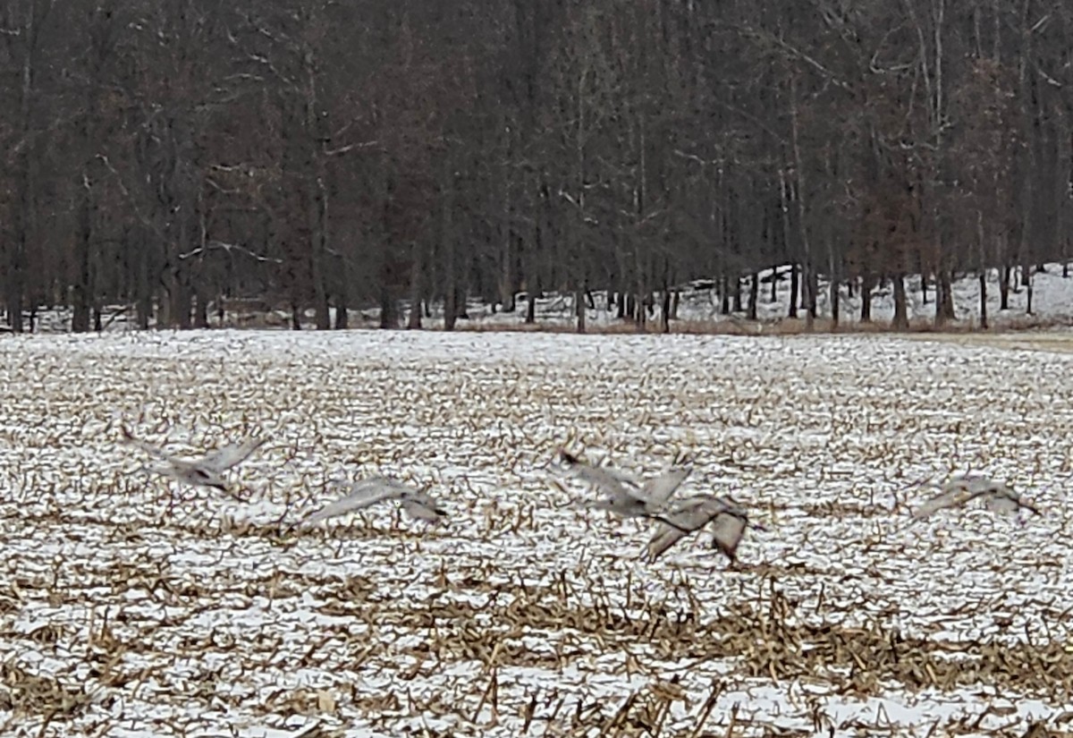 Sandhill Crane - ML628644015