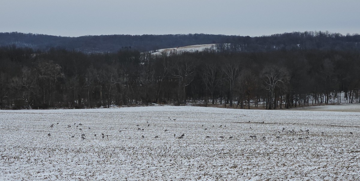 Sandhill Crane - ML628644016