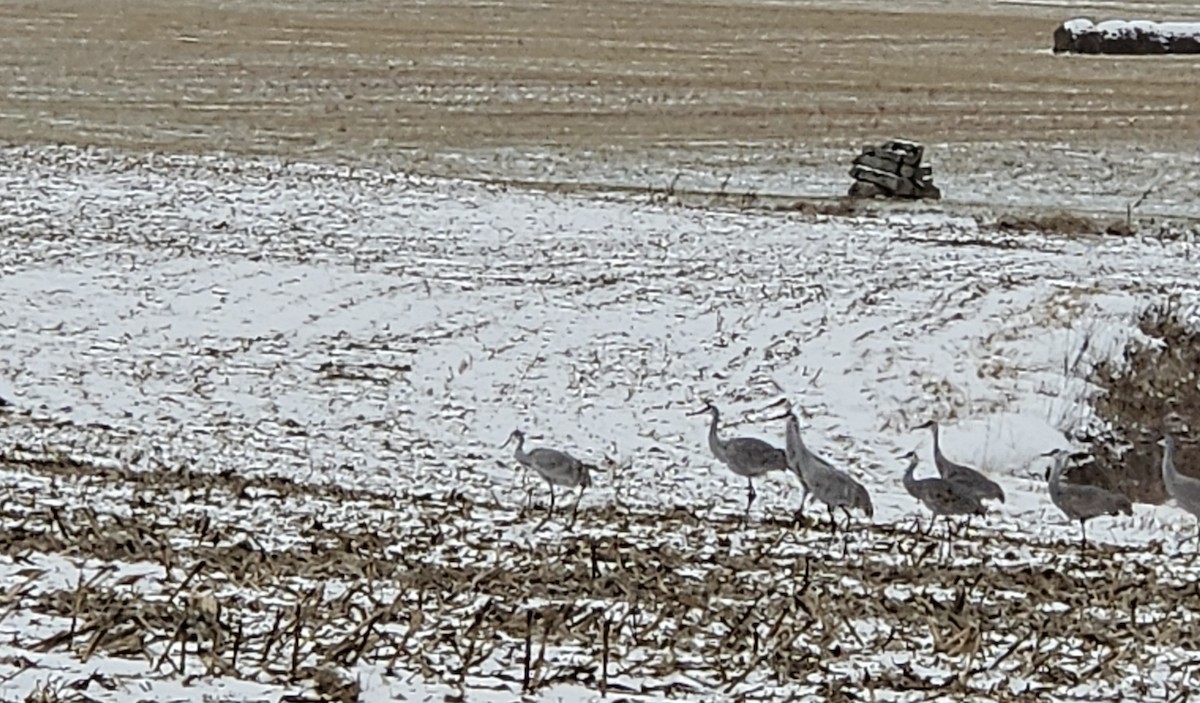 Sandhill Crane - ML628644017