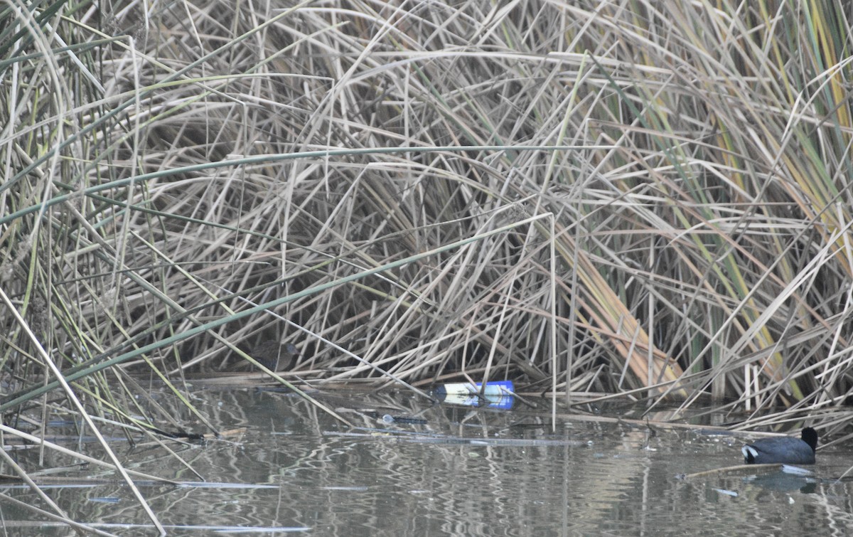 Virginia Rail - ML628644194
