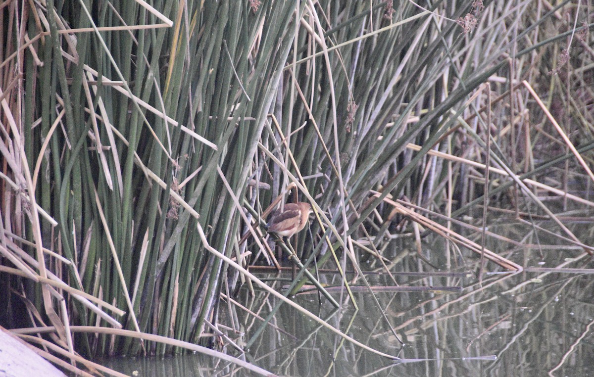 Least Bittern - ML628644257