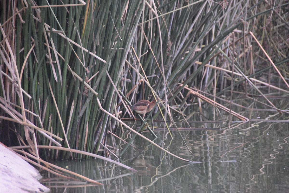 Least Bittern - ML628644259