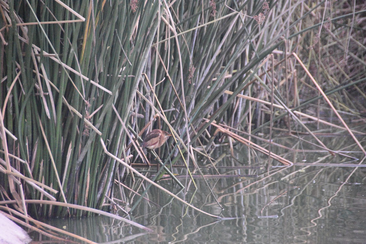 Least Bittern - ML628644260