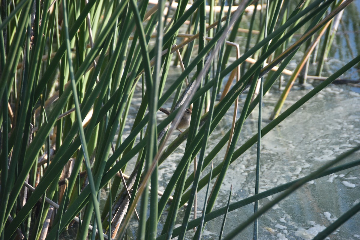 Cucarachero Pantanero - ML628644297