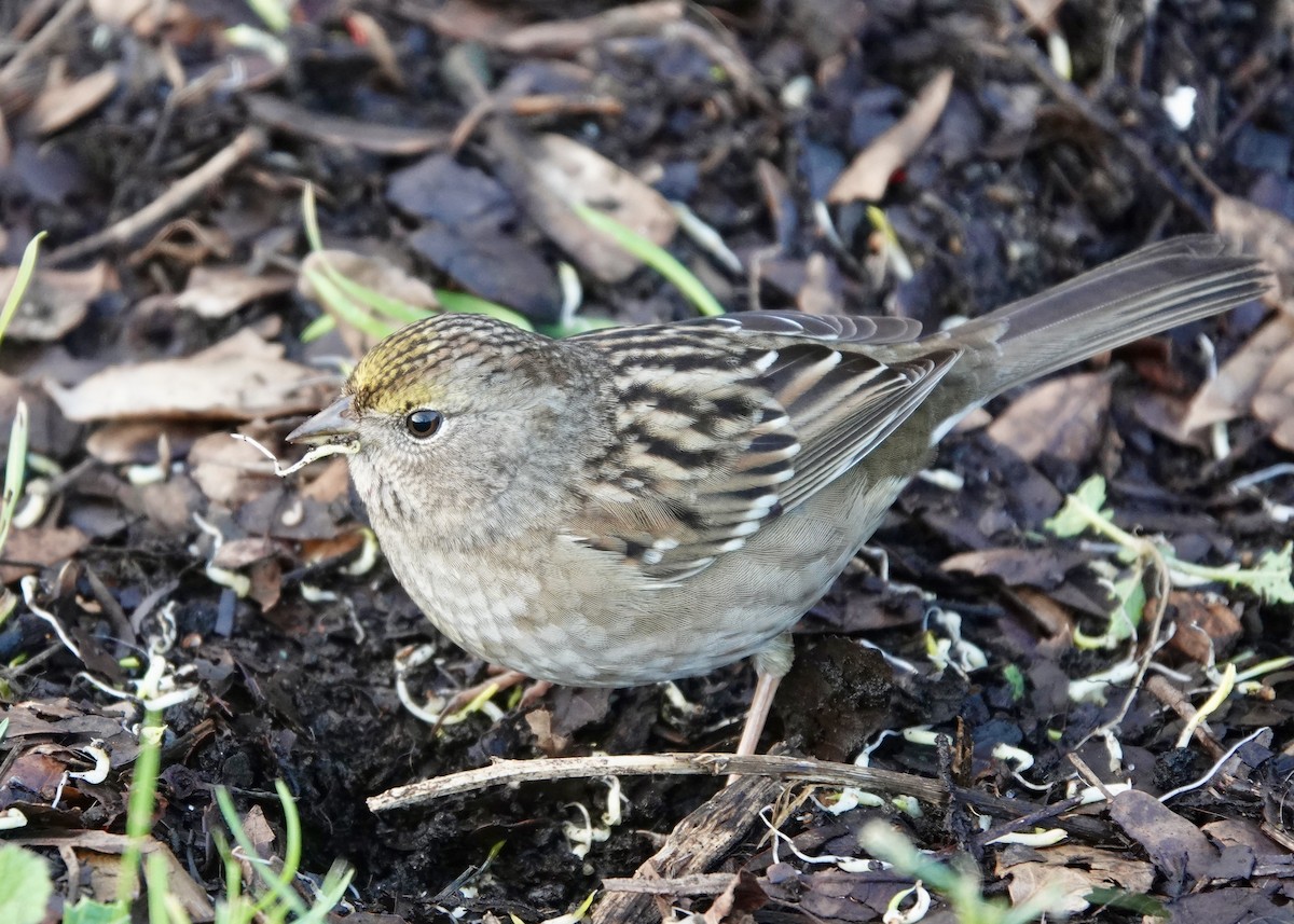 Golden-crowned Sparrow - ML628644317