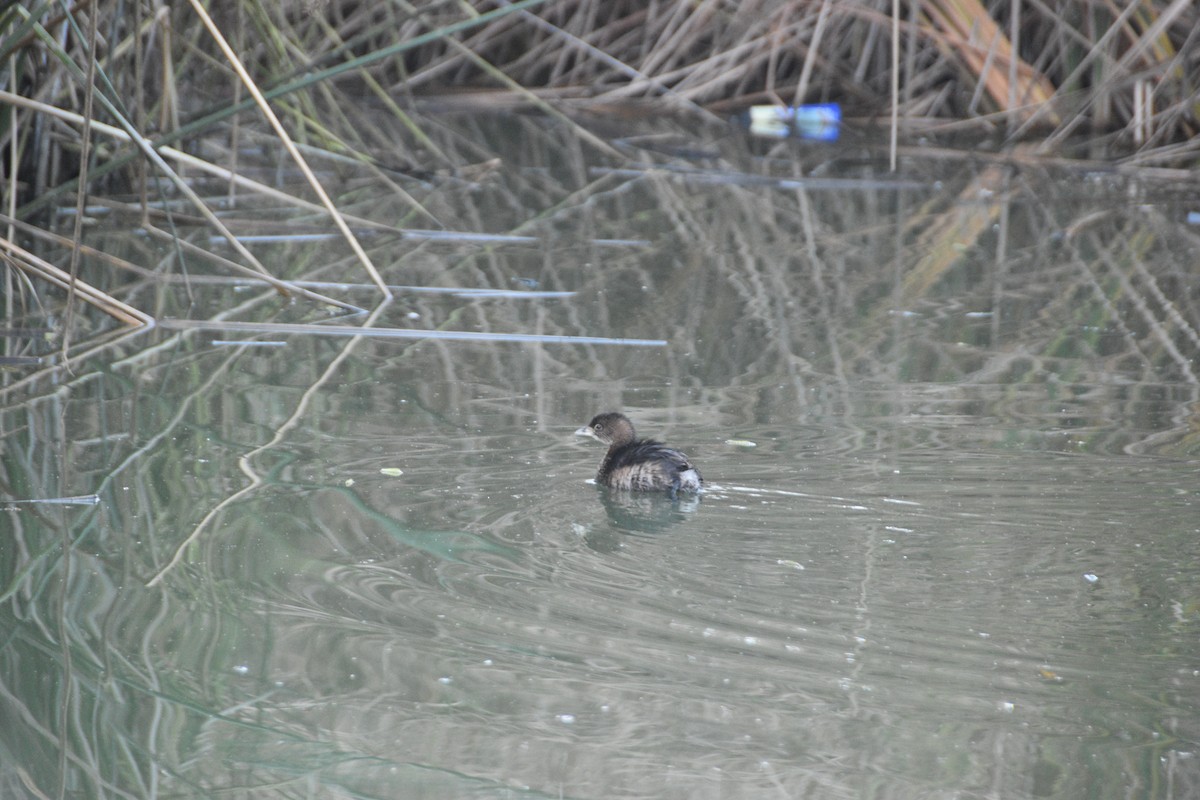 Pied-billed Grebe - ML628644327